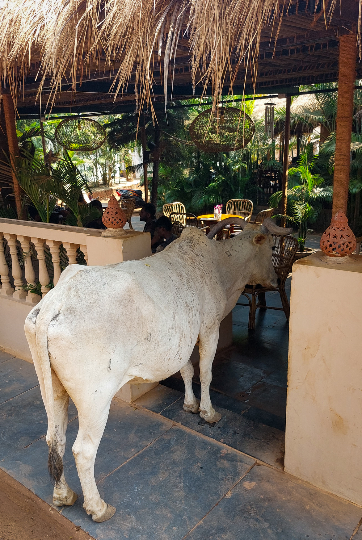 <span  class="uc_style_uc_tiles_grid_image_elementor_uc_items_attribute_title" style="color:#ffffff;">Cows can do what they want in Hindu culture</span>