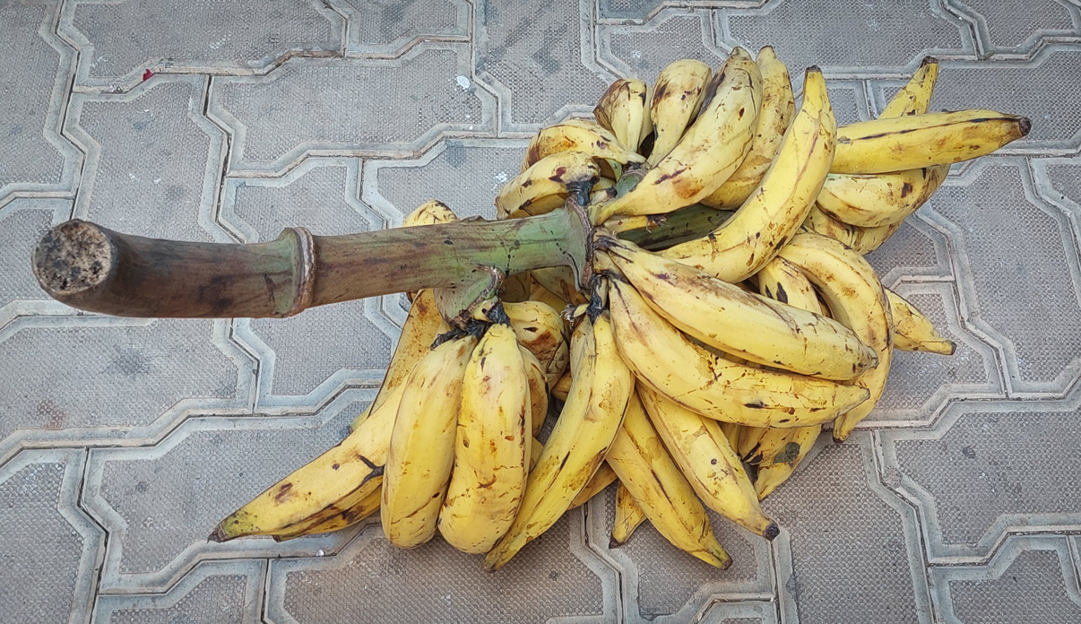 <span  class="uc_style_uc_tiles_grid_image_elementor_uc_items_attribute_title" style="color:#ffffff;">Big banana</span>